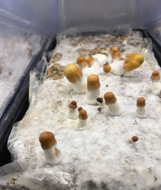 Golden Teacher mushroom pins emerging from colonized substrate — caramel caps on white stipes.