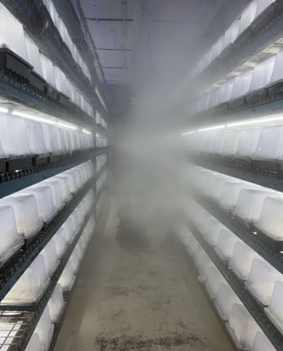 Humidity chambers at 95% RH. Active flush. The mist is ultrasonic — no heat, no condensation burn.